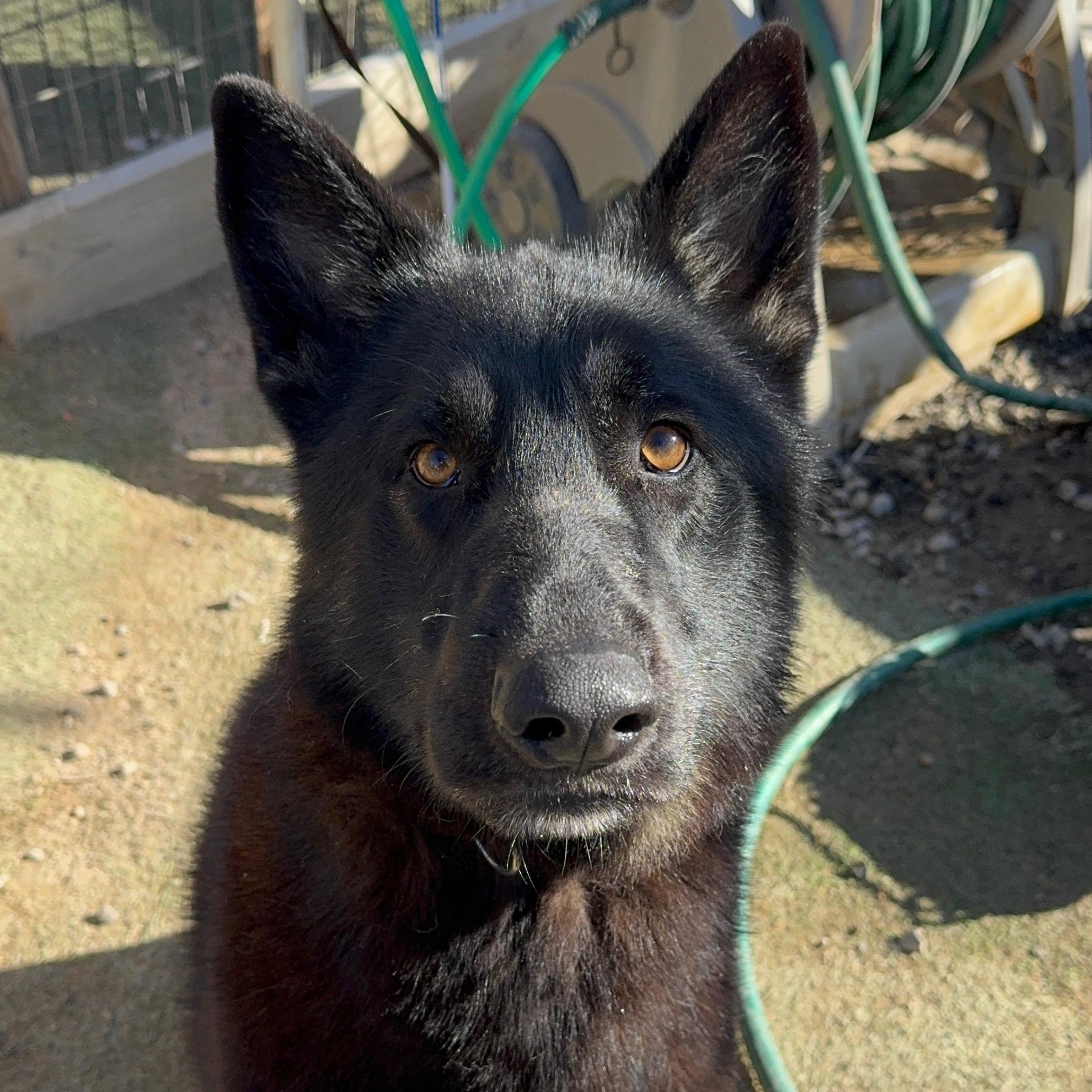 Vander, ADOPTABLE, Adult Male German Shepherd Dog & Siberian Husky.