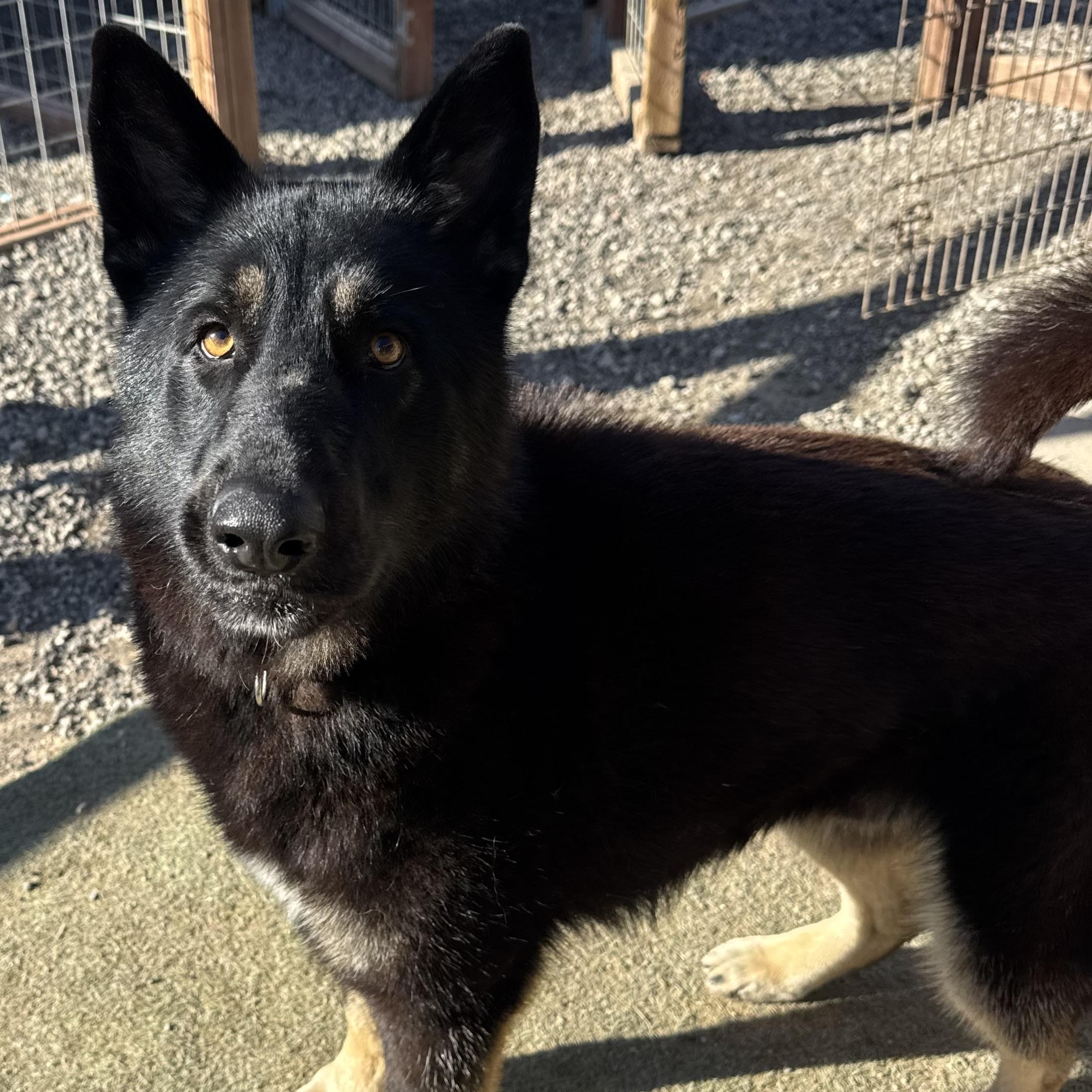 Vander, a ADOPTABLE mixed breed in Nipomo, CA image 2/6