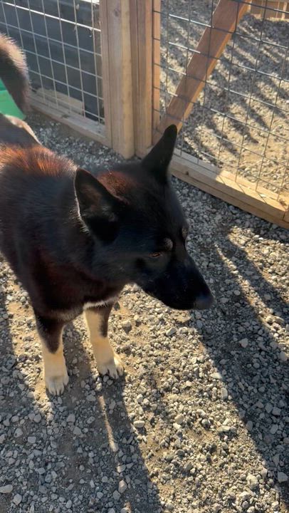 Enlarge Vander, a ADOPTABLE mixed breed in Nipomo, CA video 6/6