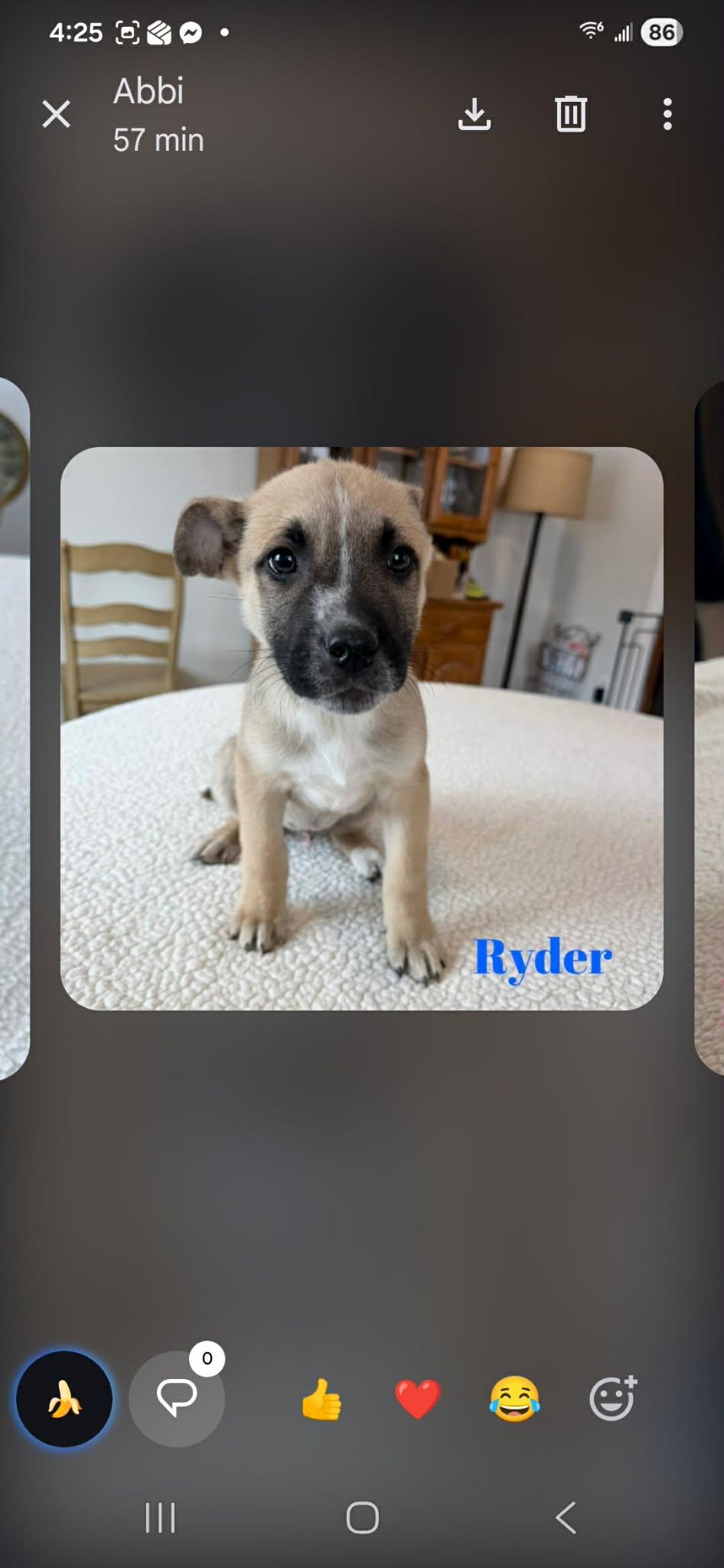 Ryder , a ADOPTABLE mixed breed in Luttrell, TN image 2/2