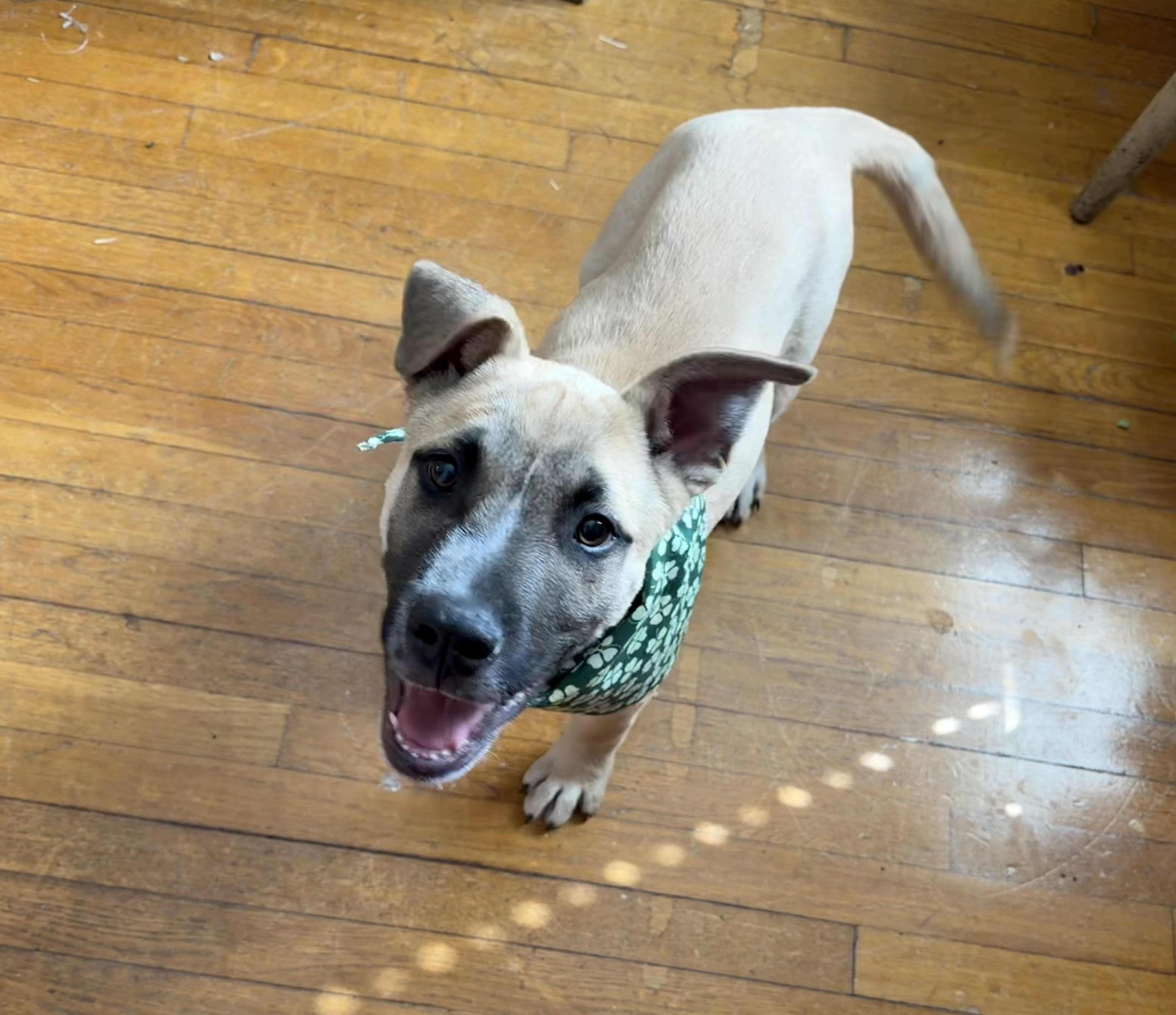 Ryder , ADOPTABLE, Puppy Male German Shepherd Dog.