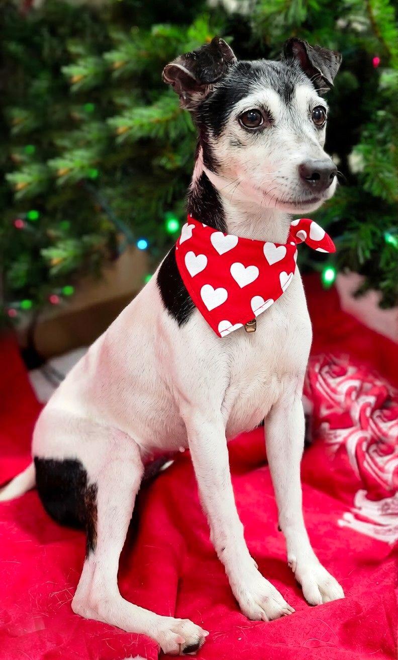 Snickers thumbnail 2