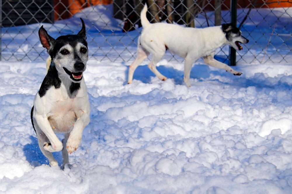 Snickers thumbnail 3