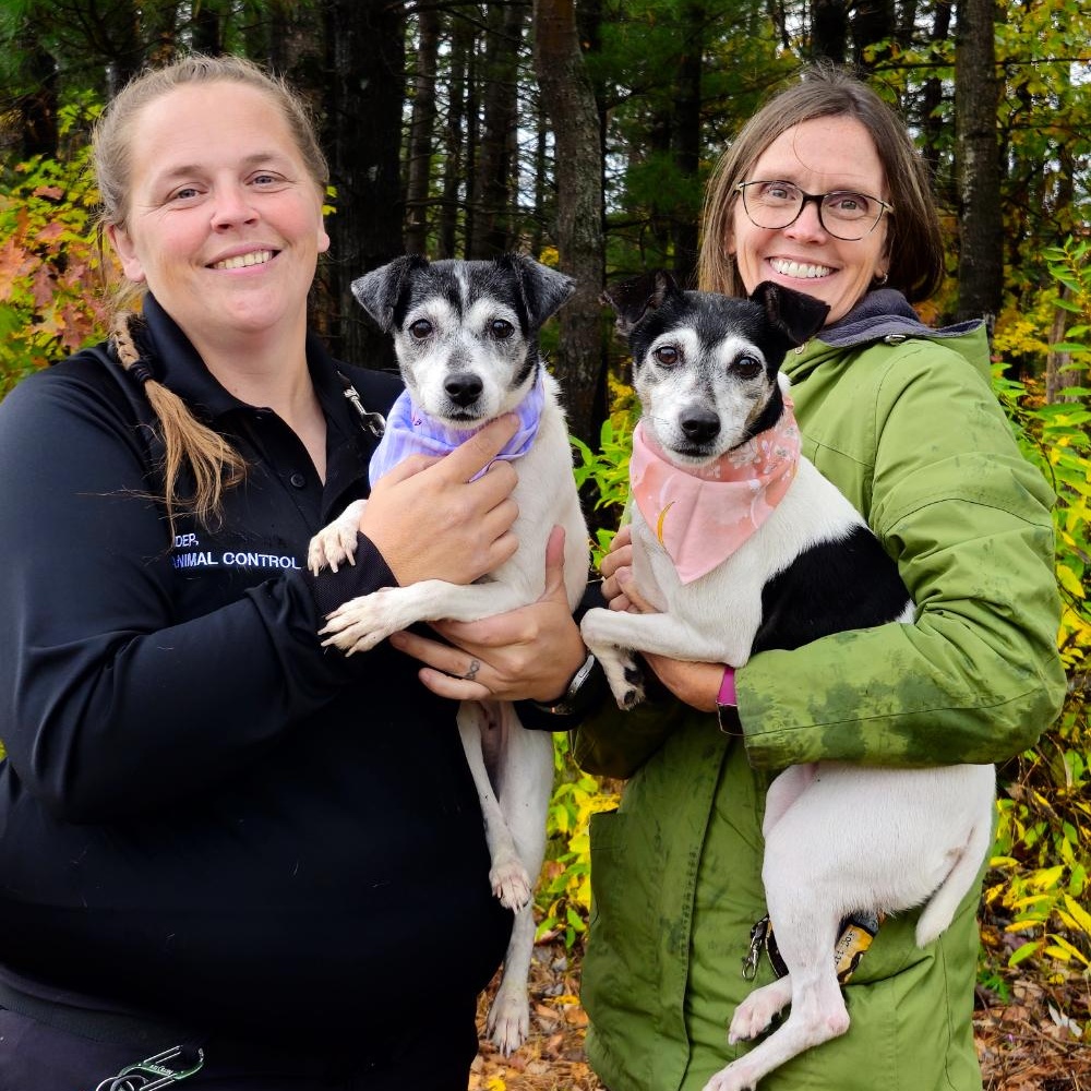 Snickers (Part of a bonded pair with Oreo), an adoptable Jack Russell Terrier in Cheboygan, MI, 49721 | Photo Image 2