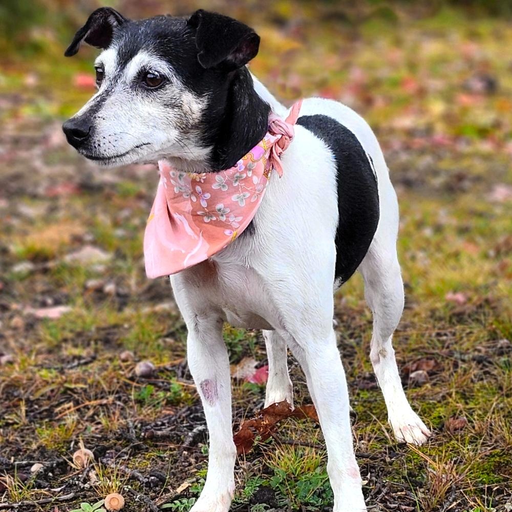 Snickers (Part of a bonded pair with Oreo), an adoptable Jack Russell Terrier in Cheboygan, MI, 49721 | Photo Image 6