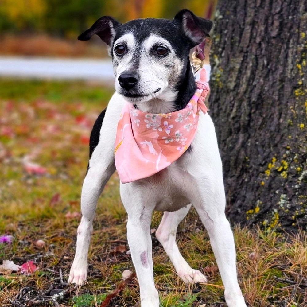 Snickers (Part of a bonded pair with Oreo), an adoptable Jack Russell Terrier in Cheboygan, MI, 49721 | Photo Image 3
