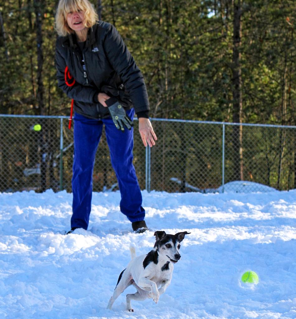 Snickers (Part of a bonded pair with Oreo), an adoptable Jack Russell Terrier in Cheboygan, MI image 3/6