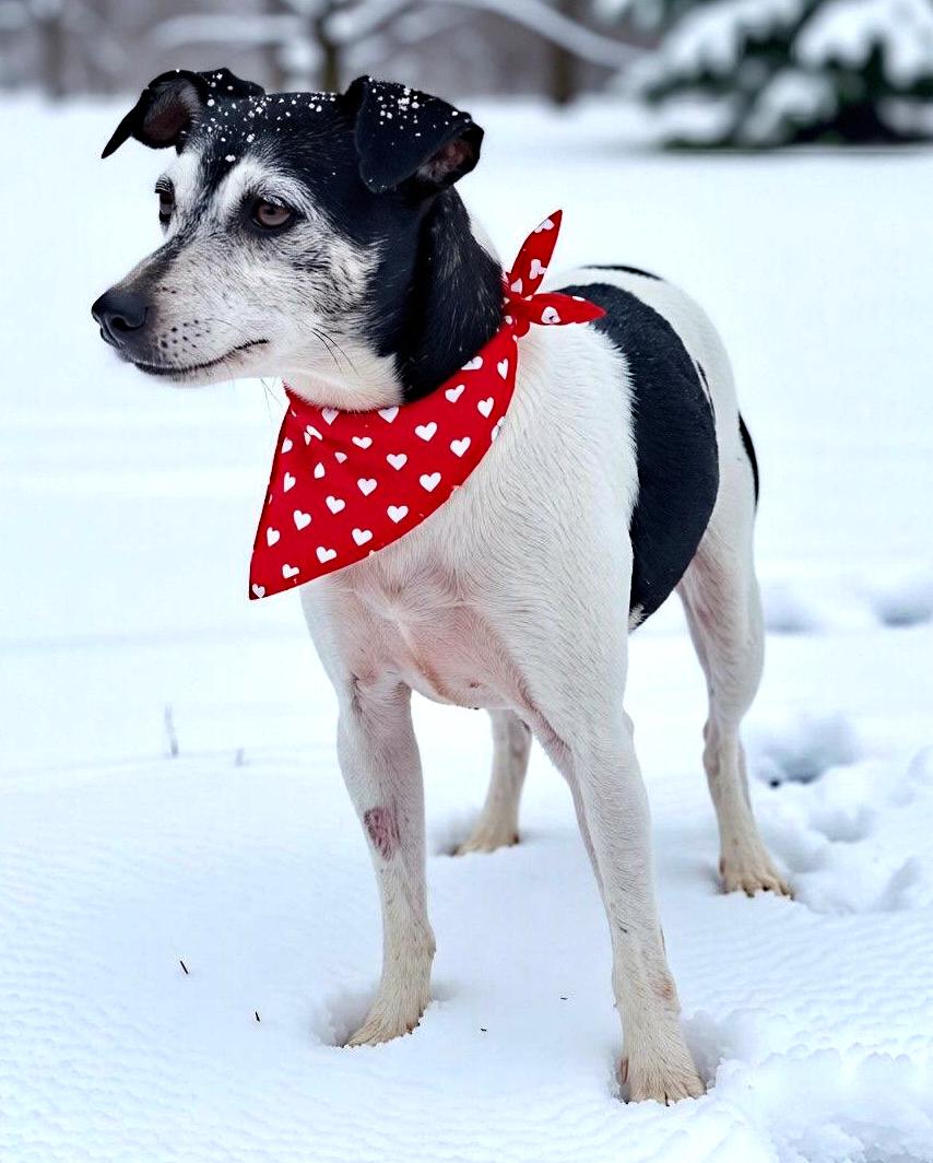 Snickers (Part of a bonded pair with Oreo), adoptable, Adult Female Jack Russell Terrier.