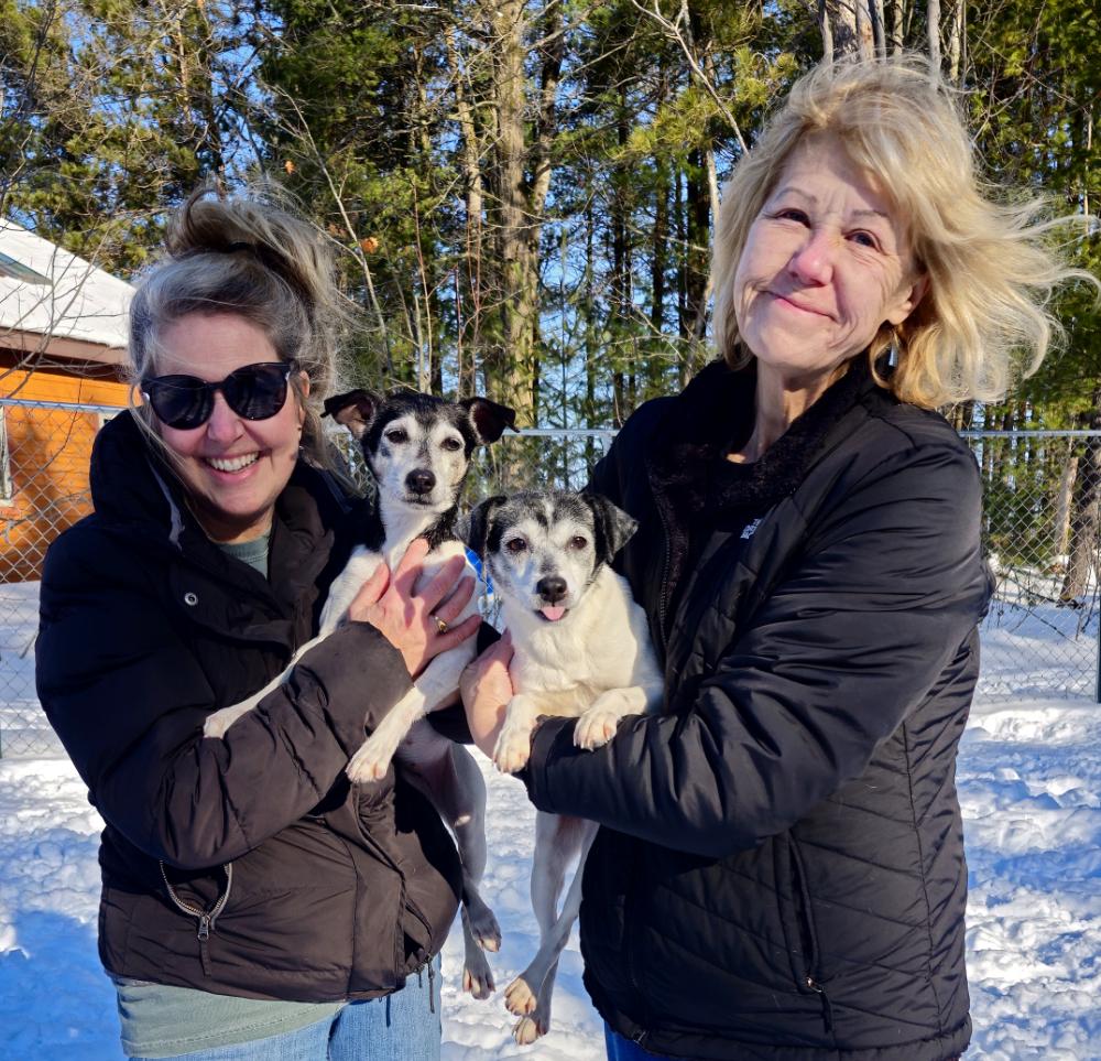Snickers (Part of a bonded pair with Oreo), an adoptable Jack Russell Terrier in Cheboygan, MI image 4/6