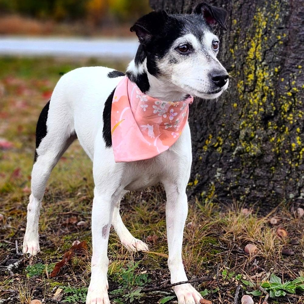 Snickers (Part of a bonded pair with Oreo), an adoptable Jack Russell Terrier in Cheboygan, MI, 49721 | Photo Image 1
