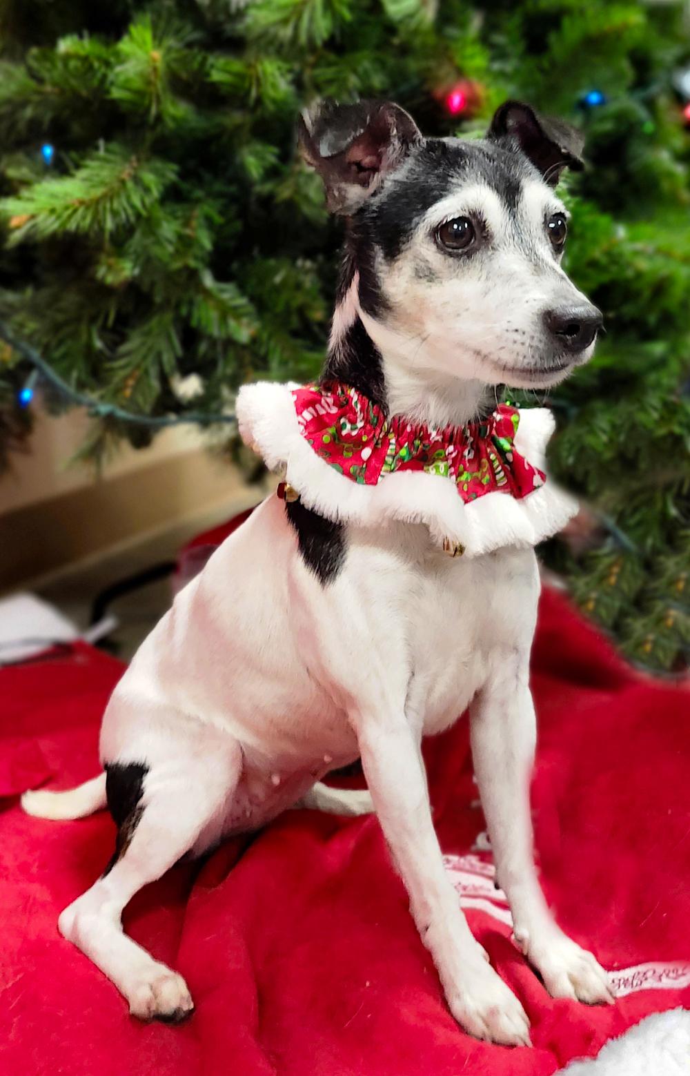 Snickers (Part of a bonded pair with Oreo), adoptable, Adult Female Jack Russell Terrier.