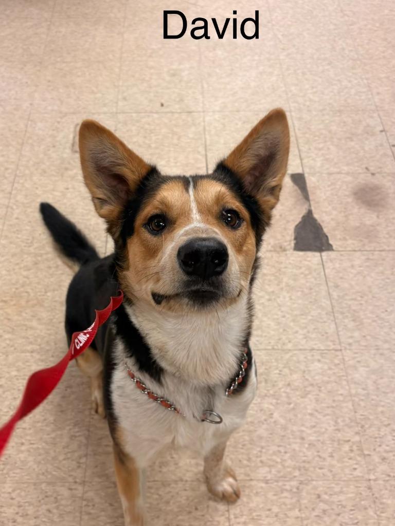 David, Adoptable, Adult Male Mixed Breed.