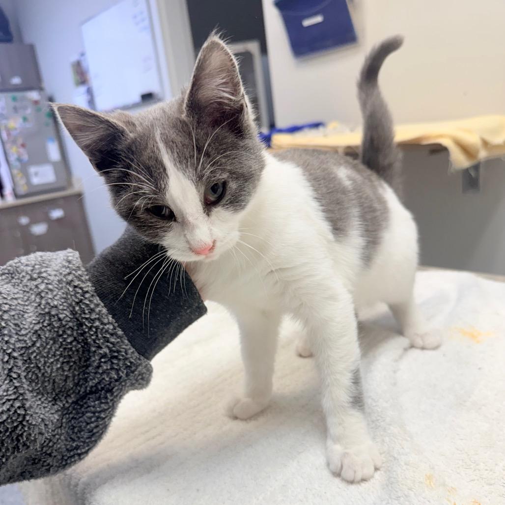 Enlarge Nickel, a Adoptable Domestic Short Hair in Great Falls, MT image 1/6