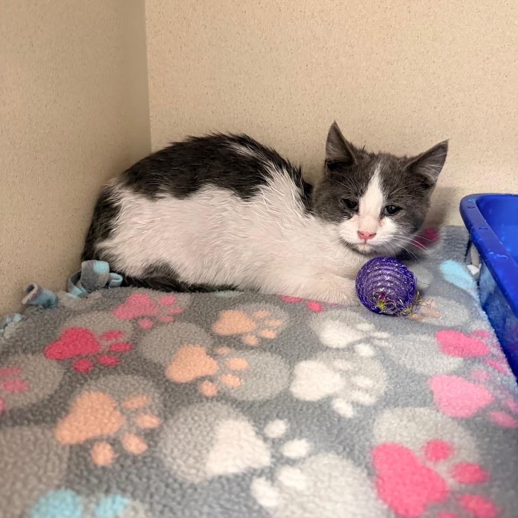 Enlarge Nickel, a Adoptable Domestic Short Hair in Great Falls, MT image 2/6