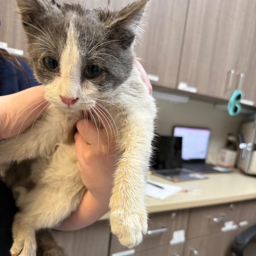 Enlarge Nickel, a Adoptable Domestic Short Hair in Great Falls, MT image 3/6