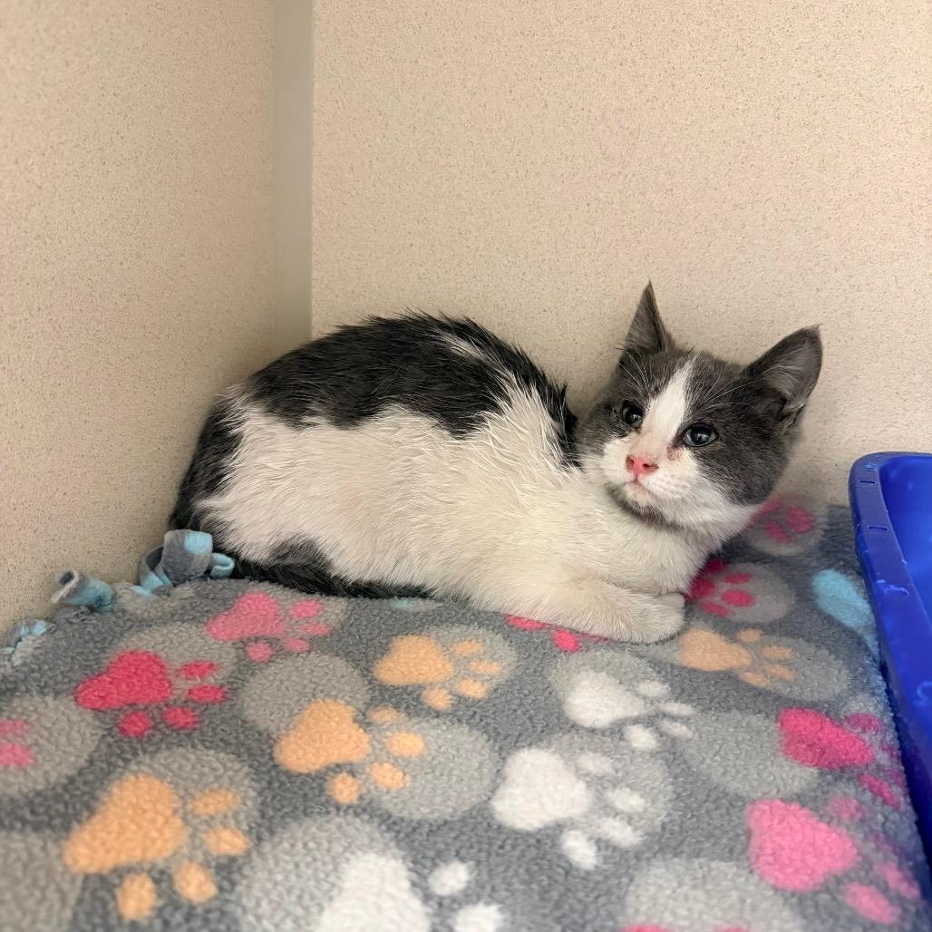 Enlarge Nickel, a Adoptable Domestic Short Hair in Great Falls, MT image 4/6