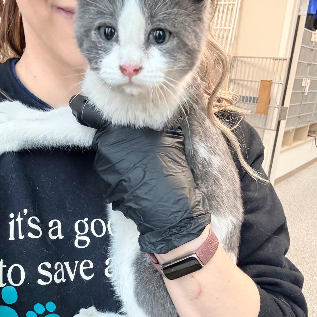 Enlarge Nickel, a Adoptable Domestic Short Hair in Great Falls, MT image 5/6