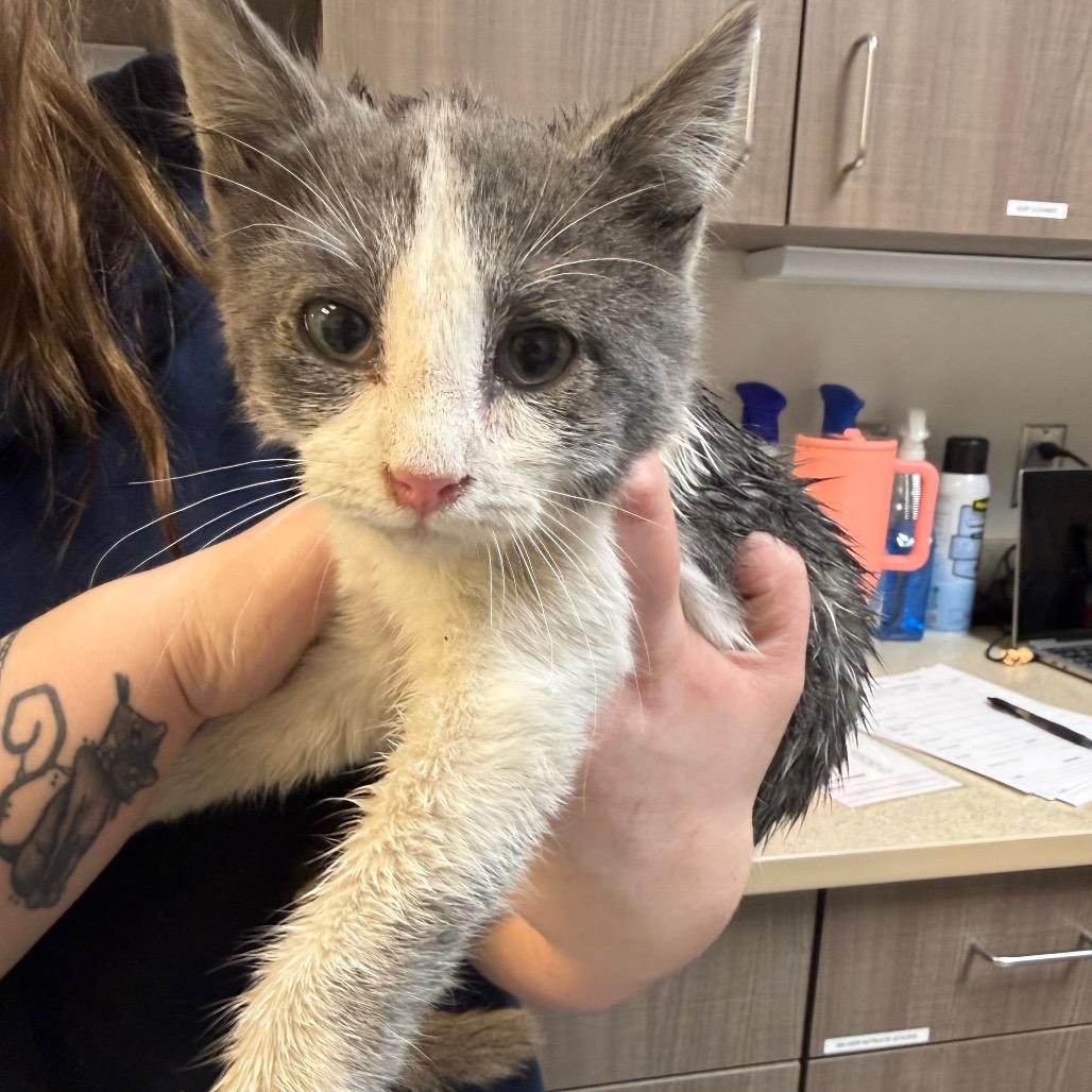 Enlarge Nickel, a Adoptable Domestic Short Hair in Great Falls, MT image 6/6