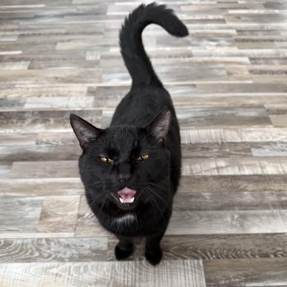 Enlarge Theo, a ADOPTABLE Domestic Short Hair in Portland, ME image 2/5