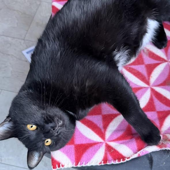 Enlarge Theo, a ADOPTABLE Domestic Short Hair in Portland, ME image 3/5