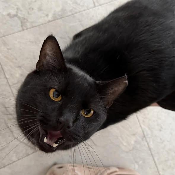 Enlarge Theo, a ADOPTABLE Domestic Short Hair in Portland, ME image 5/5