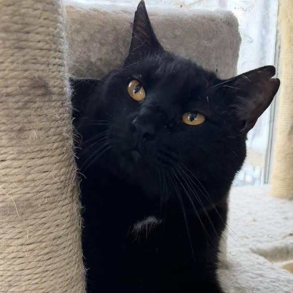 Enlarge Theo, a ADOPTABLE Domestic Short Hair in Portland, ME image 4/5