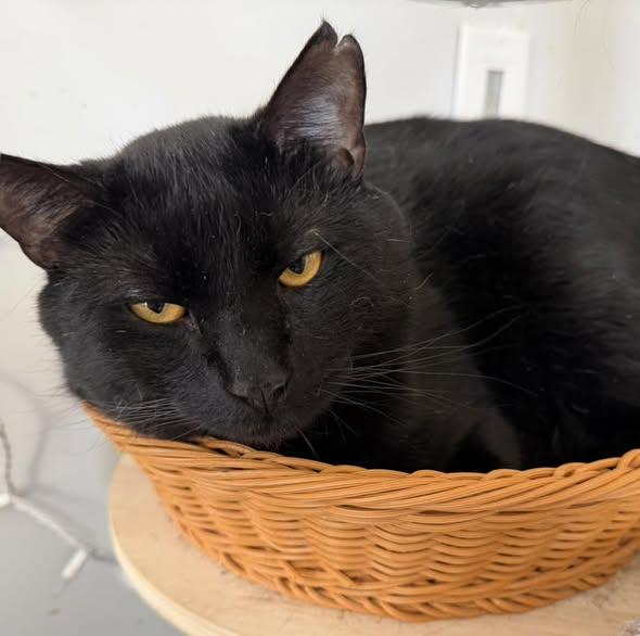 Enlarge Theo, a ADOPTABLE Domestic Short Hair in Portland, ME image 1/5