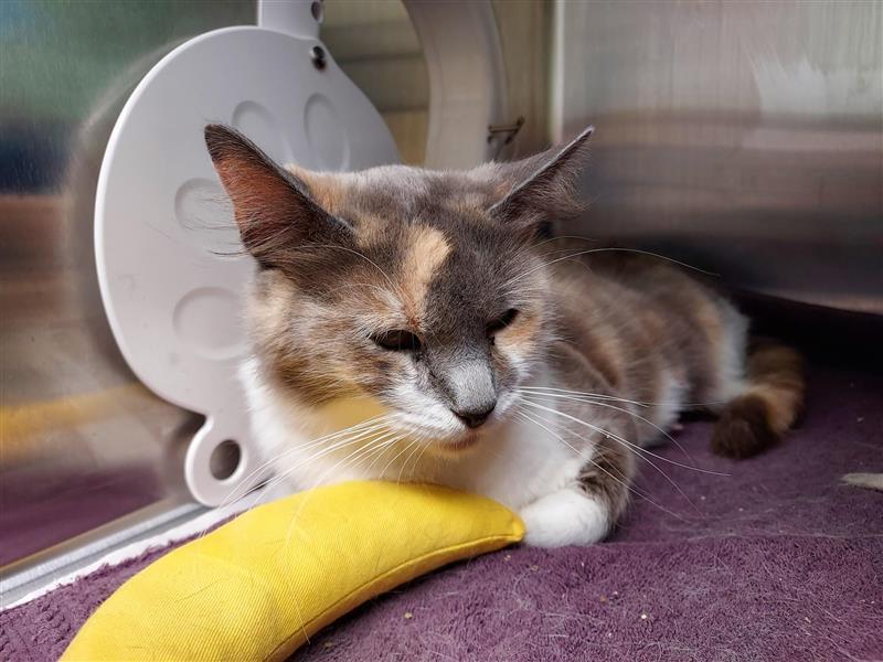 Trixi, Adopted, Adult Female Domestic Short Hair.