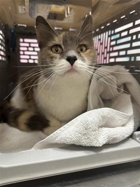 Trixi, a Adopted Domestic Short Hair in Elk Grove, CA image 2/3