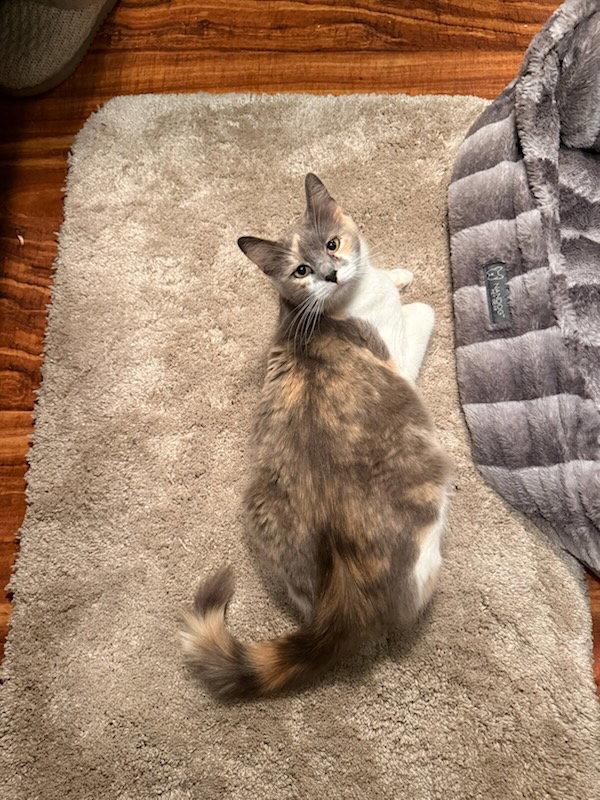 Trixi, a Adopted Domestic Short Hair in Elk Grove, CA image 3/3