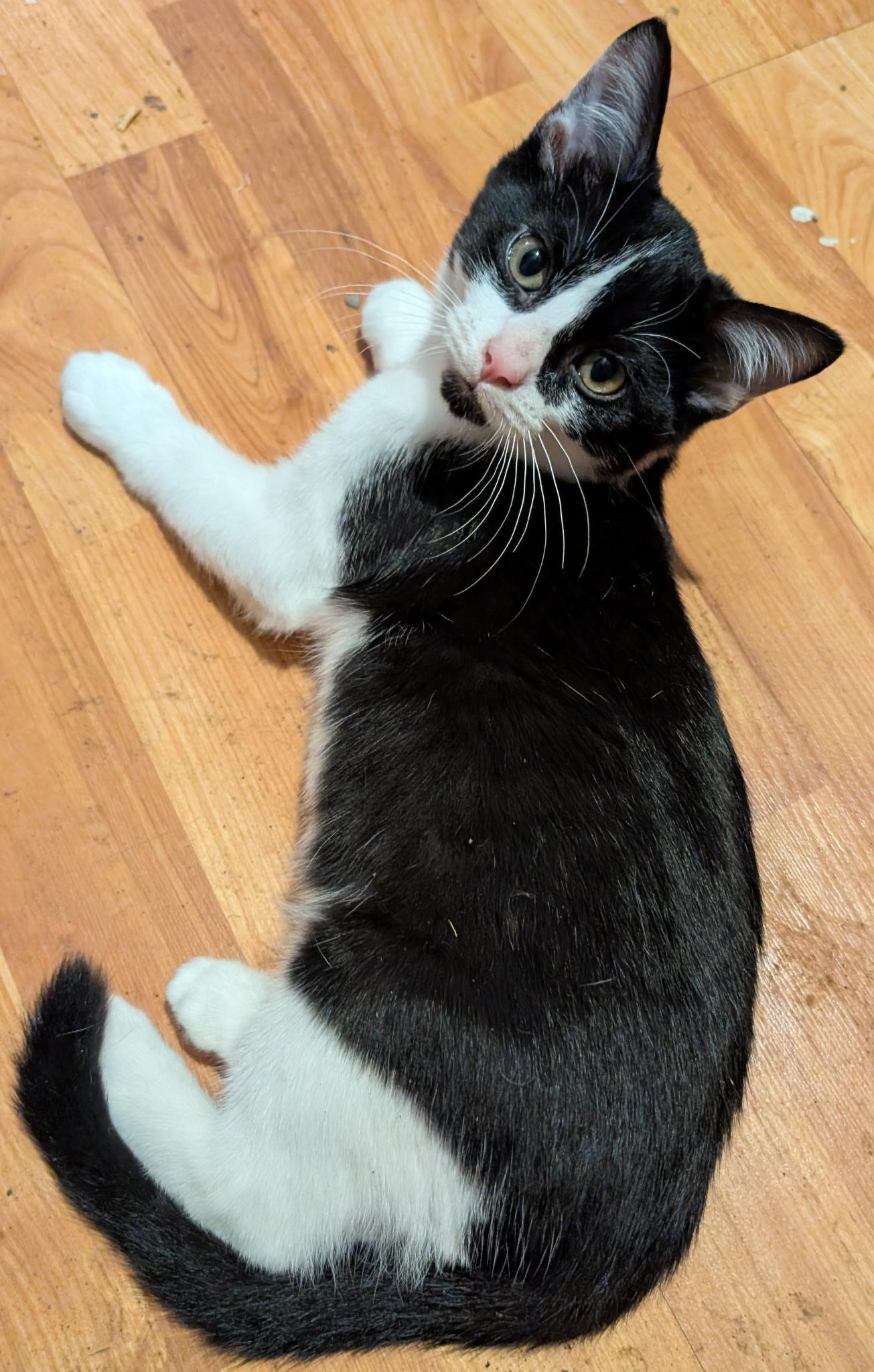 Bounder, a ADOPTABLE American Shorthair in Shelbyville, TN image 2/2