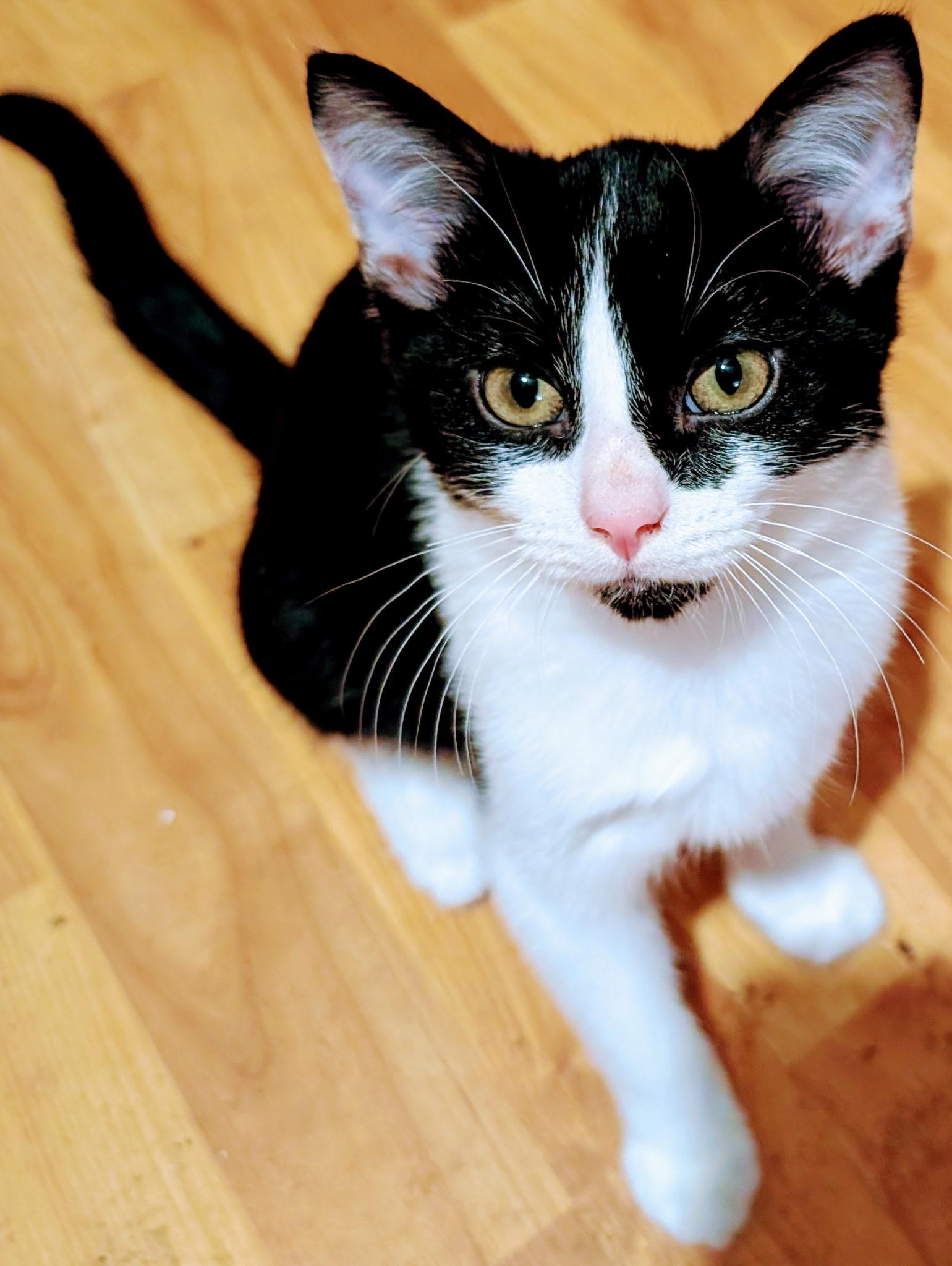 Bounder, a ADOPTABLE American Shorthair in Shelbyville, TN image 1/2