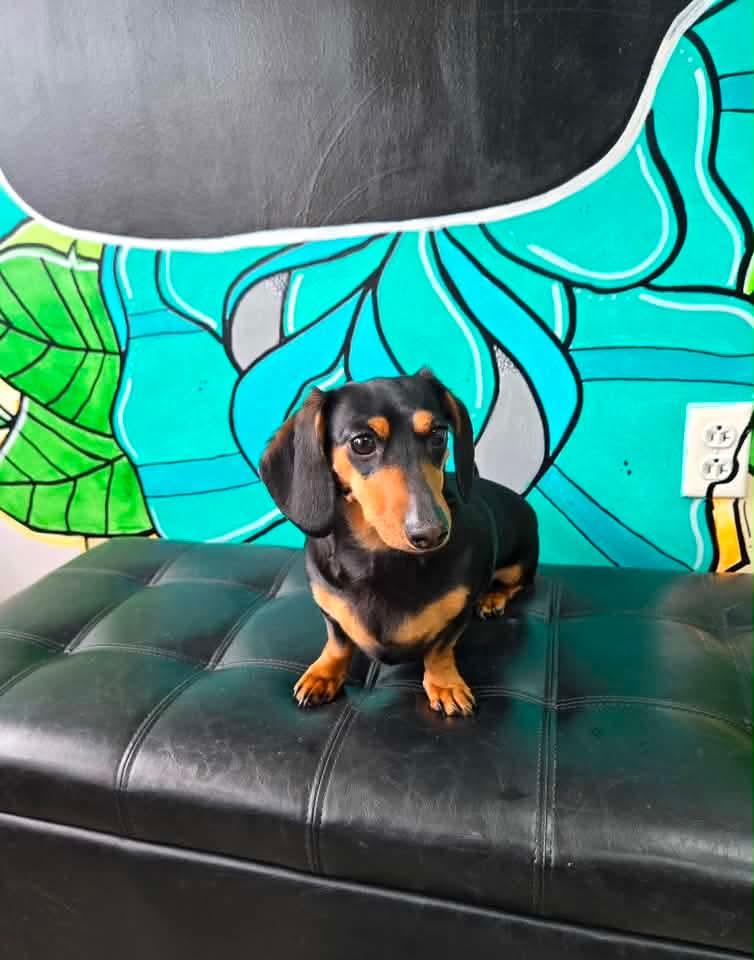 VIENNA tinycauseadopt@gmail.com , an adopted Miniature Dachshund in Vandergrift, PA image 2/2