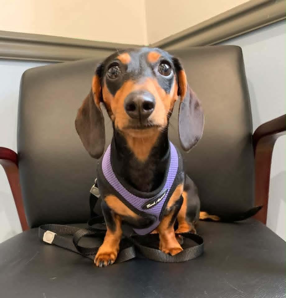 VIENNA tinycauseadopt@gmail.com , adopted, Young Female Miniature Dachshund.