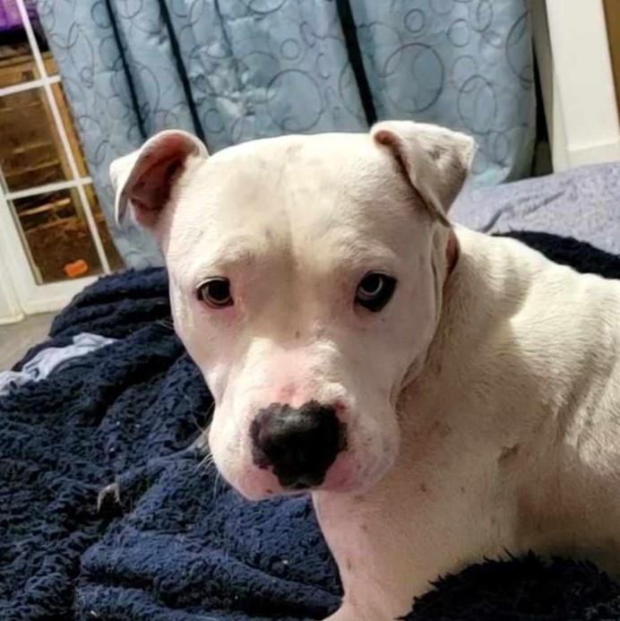 River, Young Female Pit Bull Terrier