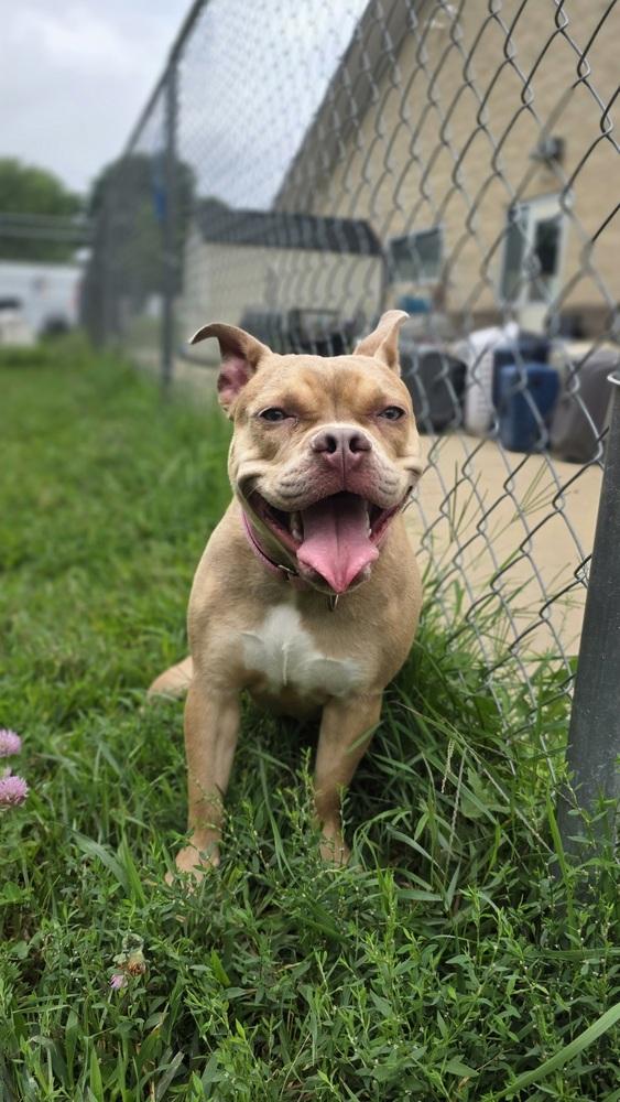 Prin, Adoptable, Young Female Pit Bull Terrier.