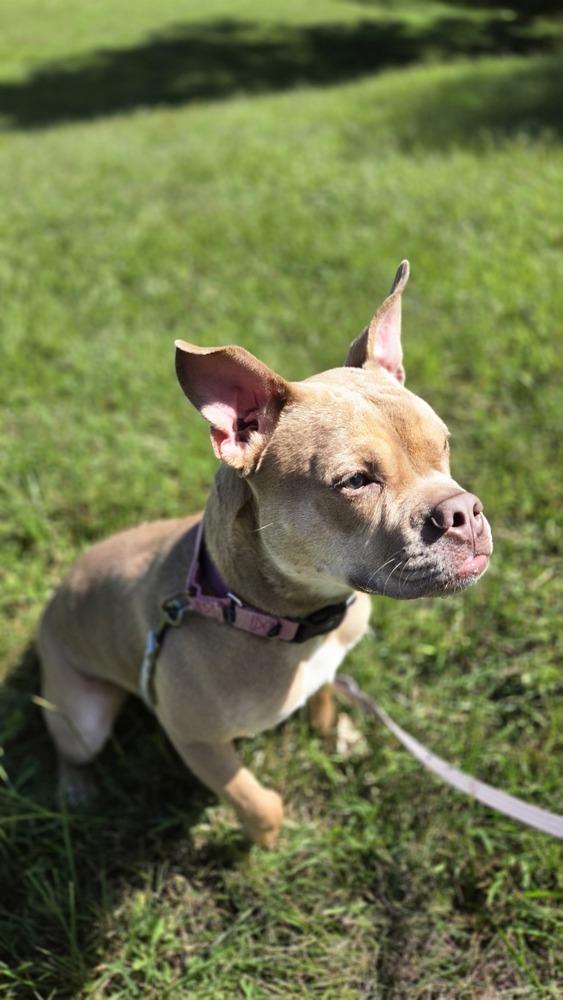 Enlarge Prin, a Adoptable mixed breed in Kalamazoo, MI image 2/6