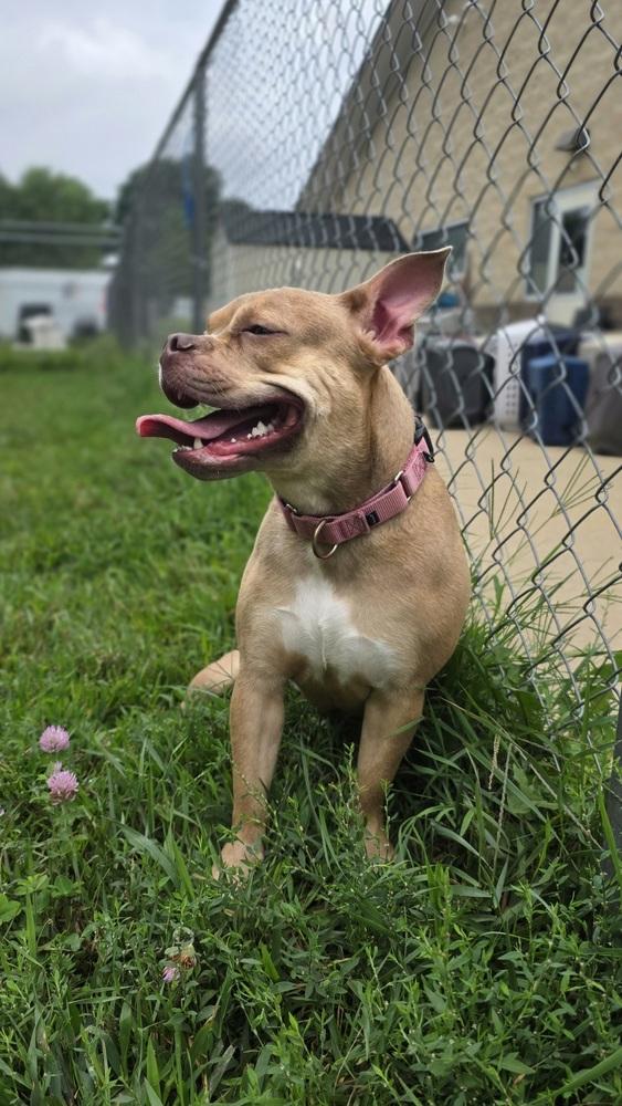 Enlarge Prin, a Adoptable mixed breed in Kalamazoo, MI image 3/6