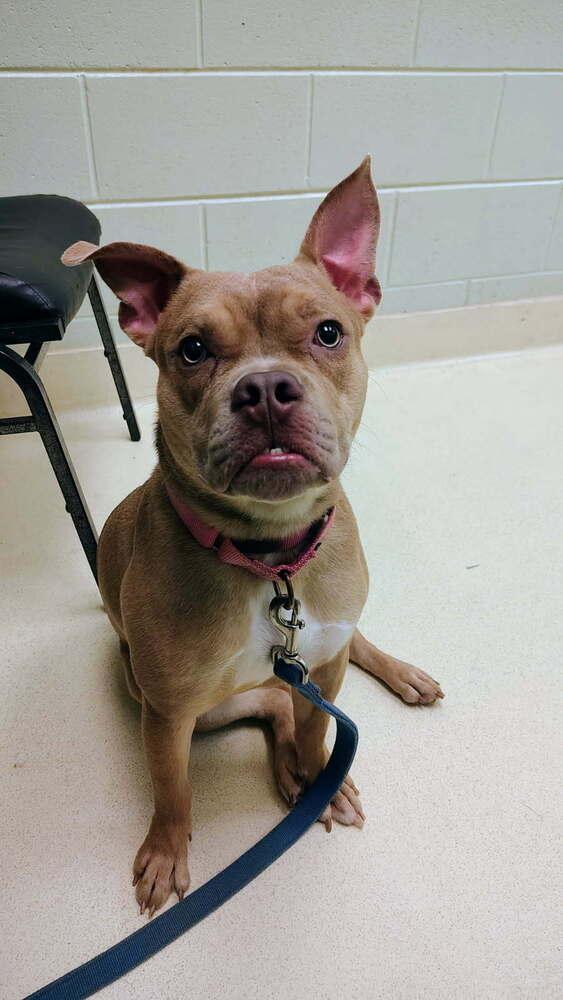 Enlarge Prin, a Adoptable mixed breed in Kalamazoo, MI image 4/6
