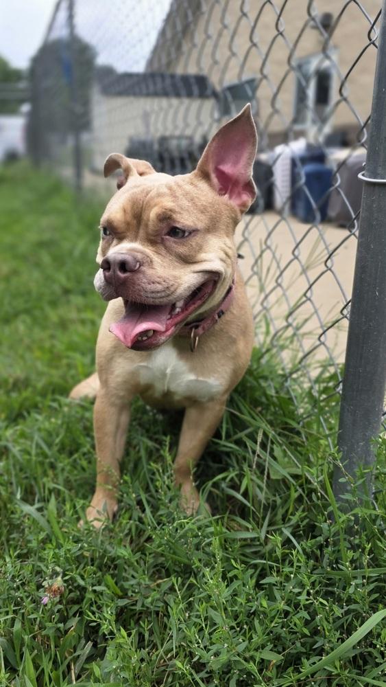 Enlarge Prin, a Adoptable mixed breed in Kalamazoo, MI image 5/6