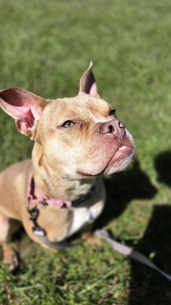 Enlarge Prin, a Adoptable mixed breed in Kalamazoo, MI image 6/6