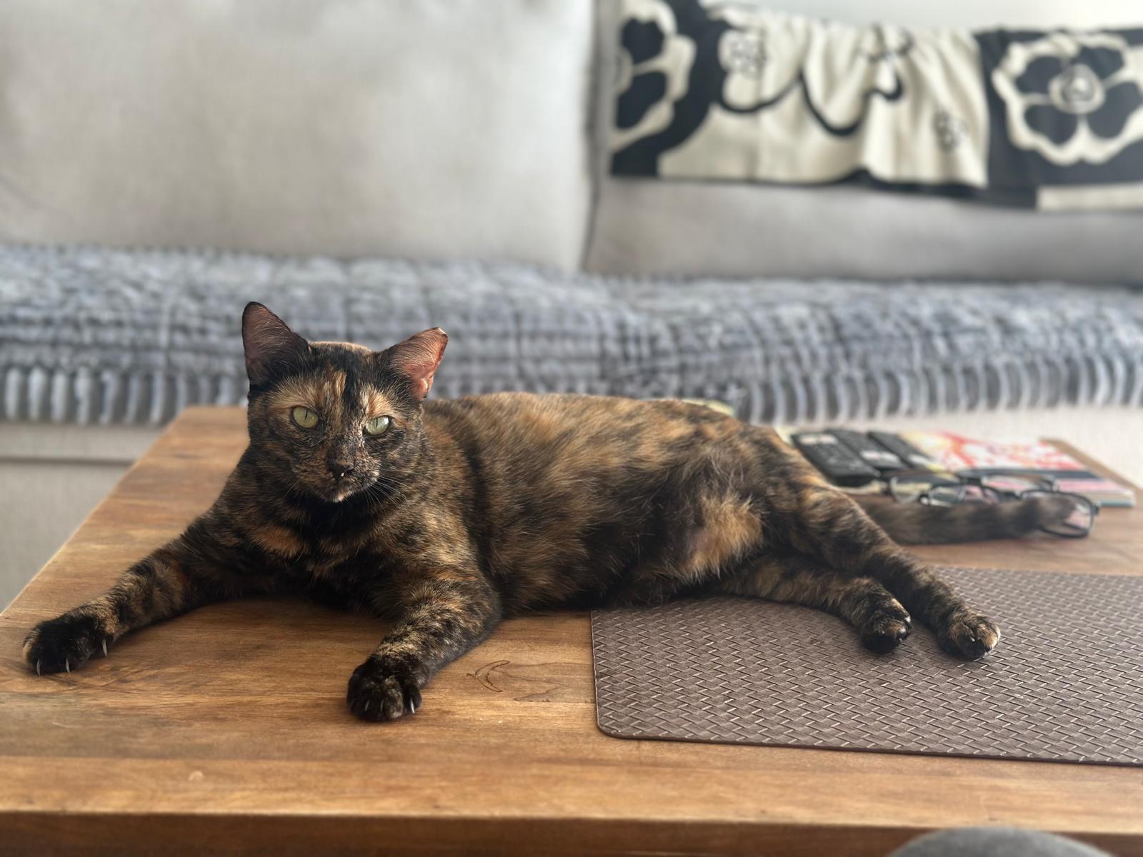 Daisy, an adopted Domestic Short Hair in Asheville, NC image 2/6