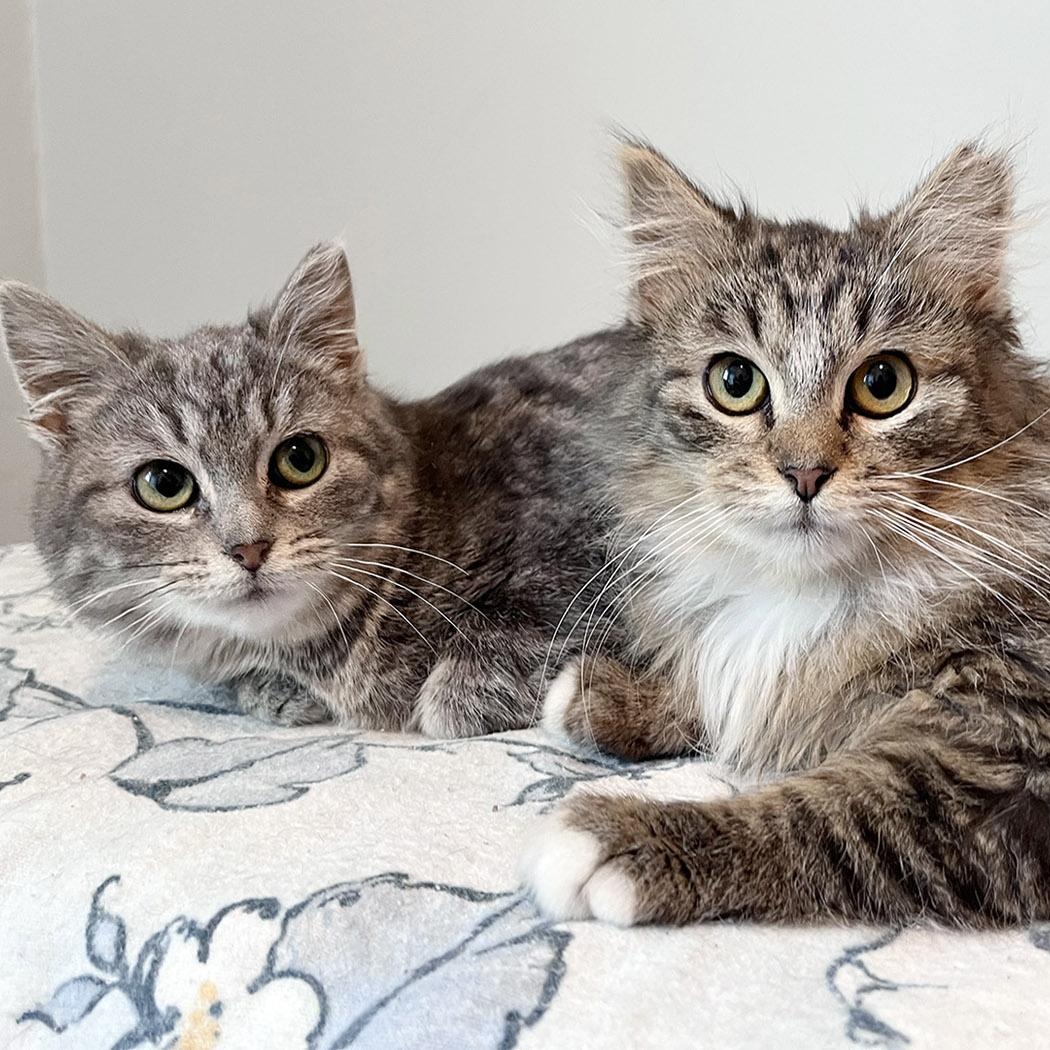 Frankie and Daisy kittens, adopted, Young Female Domestic Long Hair & Domestic Short Hair.