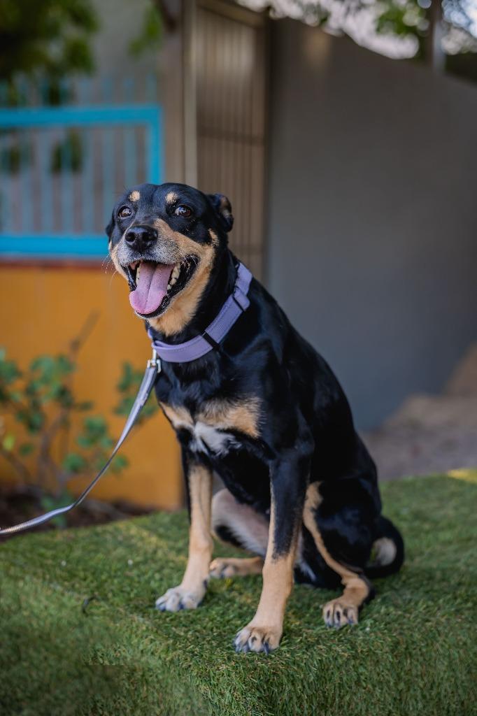 Enlarge Taiga, a Adoptable Australian Kelpie in Anacortes, WA image 1/6