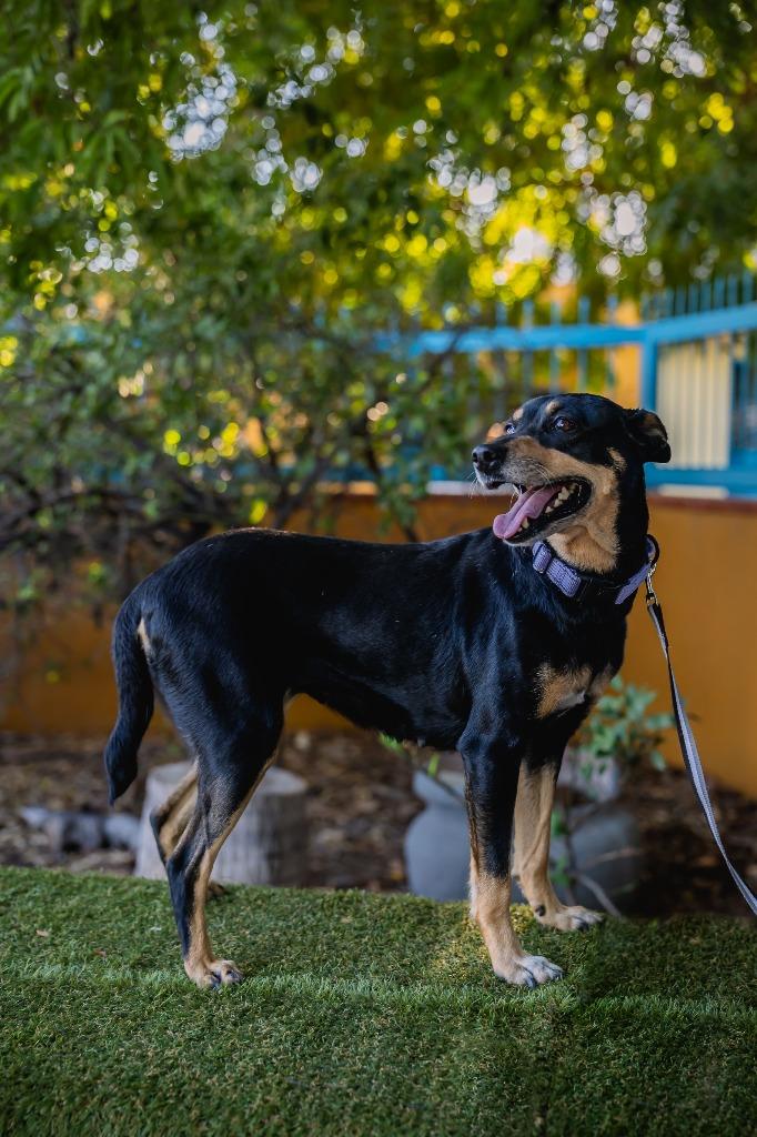 Enlarge Taiga, a Adoptable Australian Kelpie in Anacortes, WA image 2/6