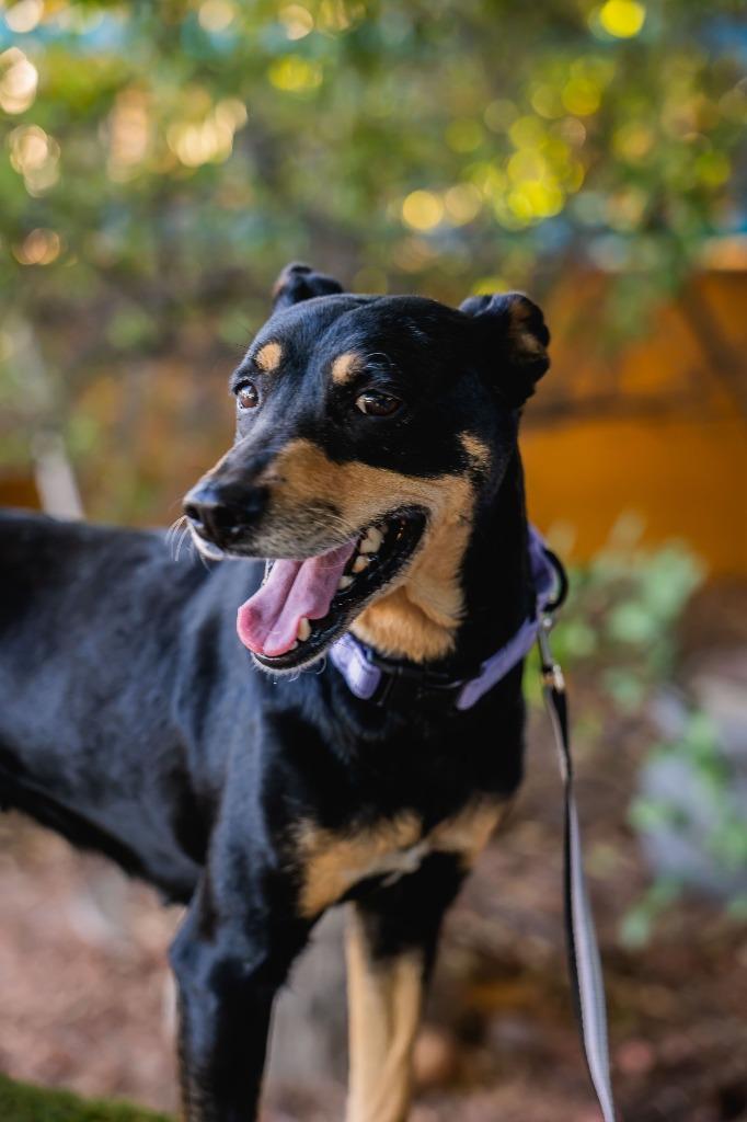 Enlarge Taiga, a Adoptable Australian Kelpie in Anacortes, WA image 3/6