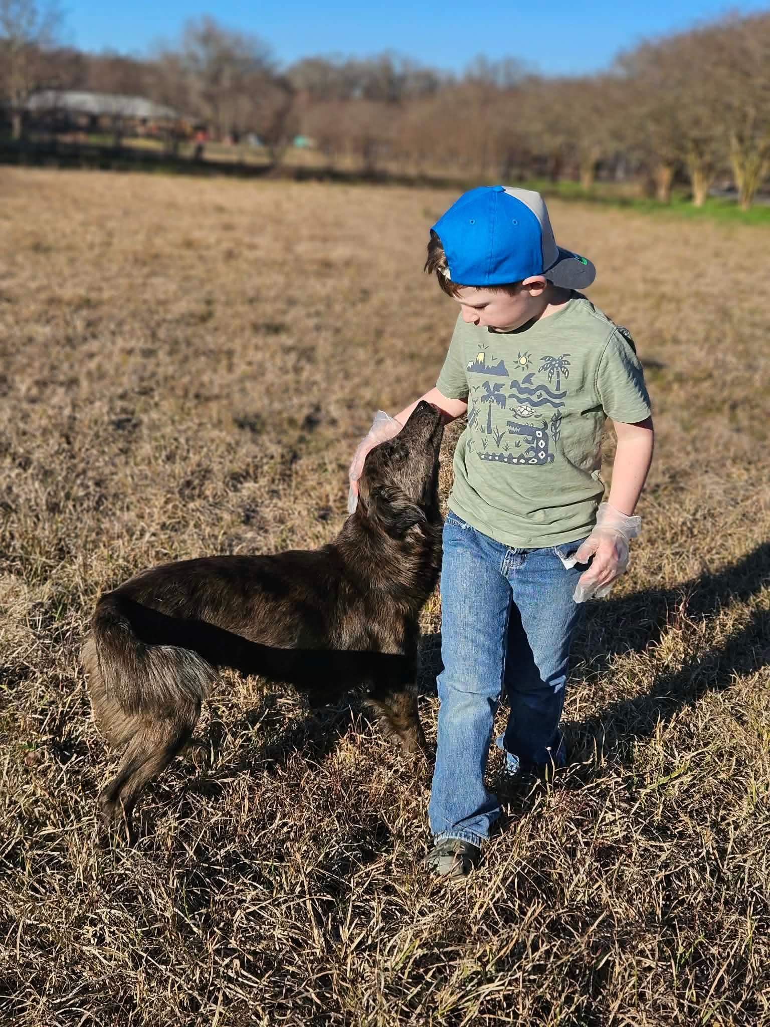 SheShe, Adopted, Adult Female Australian Shepherd.