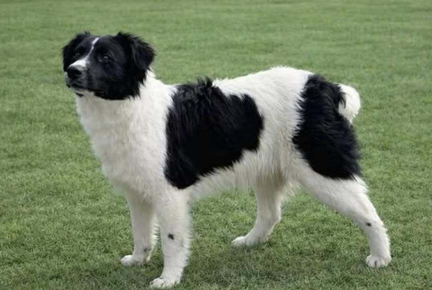 Arnie, Adopted, Young Male Australian Shepherd.
