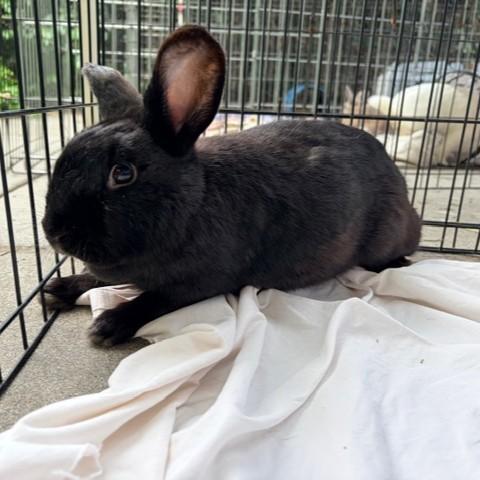 Enlarge PEPPERCORN, a Adoptable Bunny Rabbit in San Jose, CA image 1/1