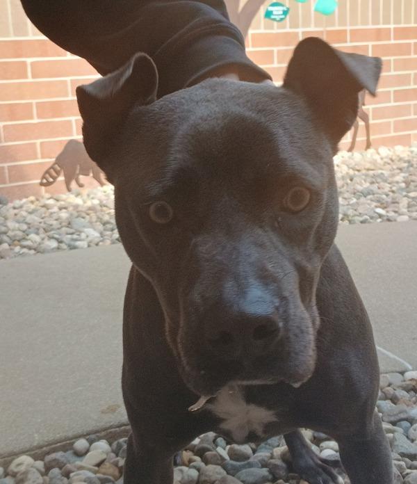 Vito, Adoptable, Adult Male Pit Bull Terrier.